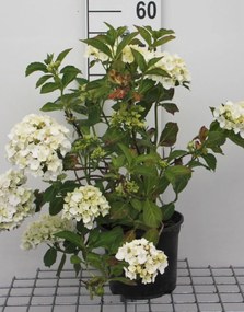 Hydrangea macrophylla 'Madame Emile Mouillère' - pot - 25-30 cm