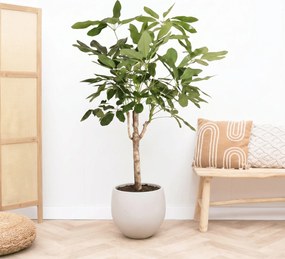 Schefflera Actinophylla Amate op stam - 160cm