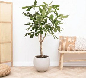 Schefflera Actinophylla Amate op stam - 180cm