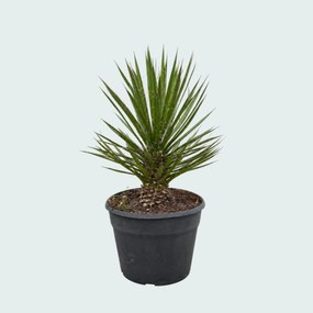 Yucca Filifera Australis - 70 cm
