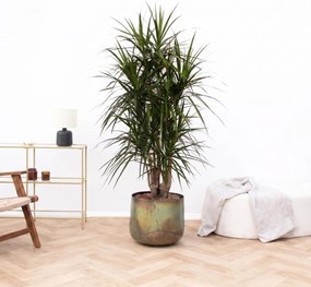 Dracaena Marginata vertakt - 160cm
