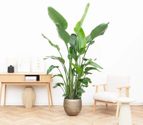 Strelitzia Nicolai 6 stek - 200cm