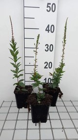 Veronicastrum virginicum 'Erika' - pot 9x9 cm -