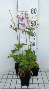 Anemone hupehensis 'Praecox' - pot 9x9 cm -