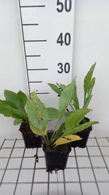 Rudbeckia maxima - pot 9x9 cm