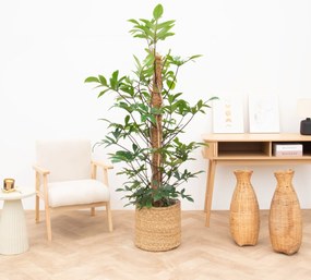 Philodendron Pedatum - 130cm