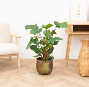 Homalomena Maggy - 60 cm