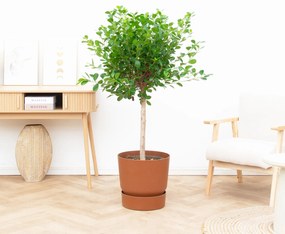 Ficus Microcarpa Moclame - 150cm