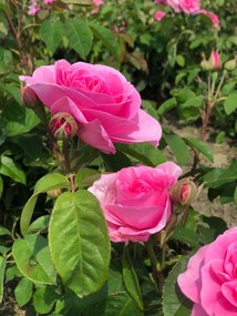 Rosa 'Ausboard' (Gertrude Jekyll) - pot