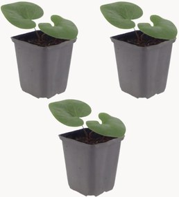 Planten Europese wilde gember Asarum europaeum, 3-delig