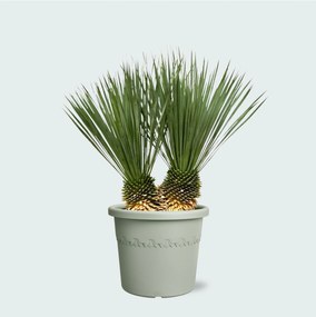 Yucca Rostrata dubbele stam - 120 cm