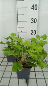 Heuchera 'Lime Rickey' - pot 9x9 cm -