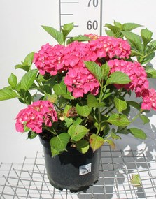Hydrangea macrophylla - rood - pot 10L - 40-60 cm