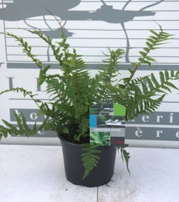 Dryopteris affinis - pot 2L -