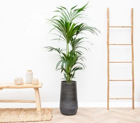 Combi deal - Kentia Palm inclusief Vaas Elisa - 170cm