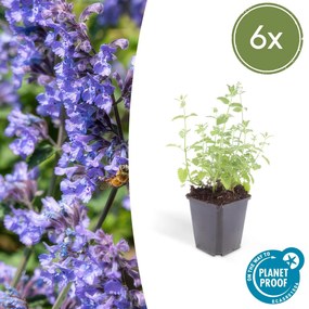 Nepeta 'Six Hills Giant' - 20cm