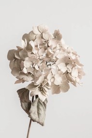 Kunstfotografie Beige dried flower, Studio Collection, (26.7 x 40 cm)