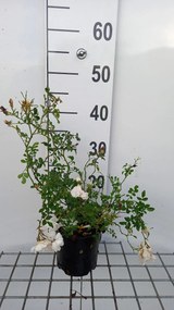 Rosa 'White Fairy' - pot 1,3L -