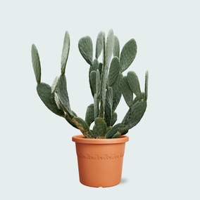 Cactus Opuntia - 120cm