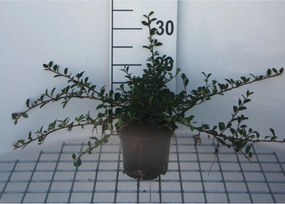 Cotoneaster radicans 'Eichholz' - pot 1,3L - 20-30 cm