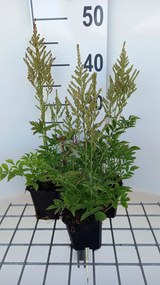 Astilbe 'Snowdrift' - pot 9x9 cm