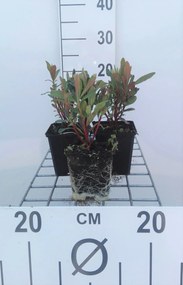 Euphorbia amygdaloides 'Purpurea' - pot 9x9 cm