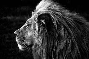 Foto Close-up of a Lion (B&W), azamkassim