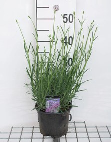 Lavandula x intermedia 'Grosso' - pot 2L -