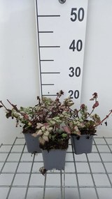 Lamium maculatum 'Red Nancy' - pot 9x9 cm -