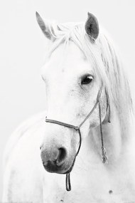 Poster Wit paard, (61 x 91.5 cm)