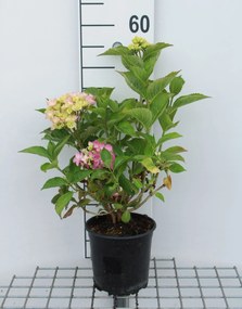 Hydrangea macrophylla 'Freudenstein' - pot - 25-30 cm