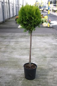 Thuja occidentalis 'Aurea Nana' - pot 18L - halfstam boom