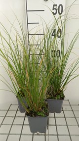 Carex flagellifera 'Kiwi' - pot 9x9 cm