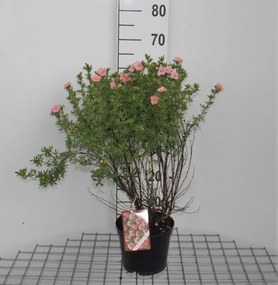 Potentilla fruticosa 'Pink Beauty' (Lovely Pink) - pot 3L - 25-30 cm