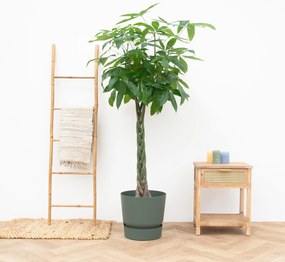 Pachira aquatica - 170cm