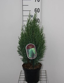 Juniperus chinensis 'Stricta' - pot - 30-40 cm