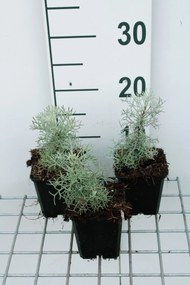 Artemisia 'Canescens' - pot 9x9 cm -