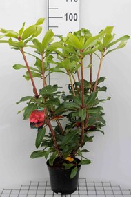 Rhododendron 'Halfdan Lem' - pot - 40-50 cm
