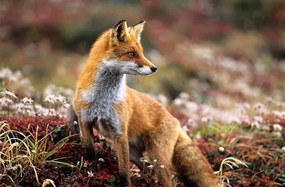 Foto Fox in a autumn mountain, keiichihiki, (40 x 26.7 cm)