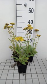 Achillea 'ACBZ0002' (Little Moonshine) - pot 9x9 cm -