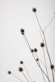 Kunstfotografie Thistle Grey 01, Studio Collection, (26.7 x 40 cm)