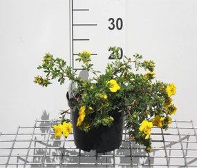Potentilla fruticosa 'Goldteppich' - pot 3L - 25-30 cm