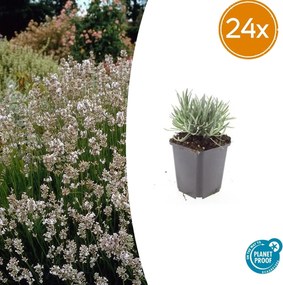 Lavandula Intermedia 'Edelweiss' - 20cm