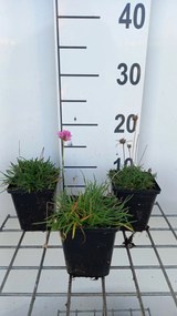 Armeria maritima 'Splendens' - pot 9x9 cm