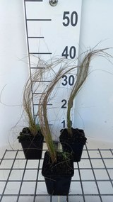 Stipa pennata - pot 9x9 cm