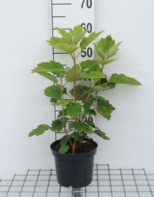 Hydrangea quercifolia 'Flemygea' (Snow Queen) - pot - 30-40 cm