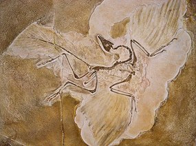 Ilustratie Archaeopteryx Lithographica Fossil, Naturfoto Honal