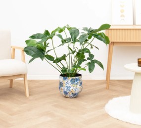 Philodendron Green Wonder - 100cm