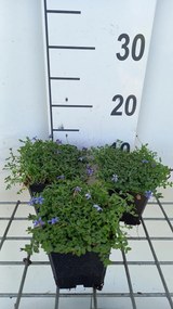 Pratia pedunculata 'County Park' - pot 9x9 cm