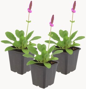 Planten Betony Stachys monieri Hummelo, 3-delig